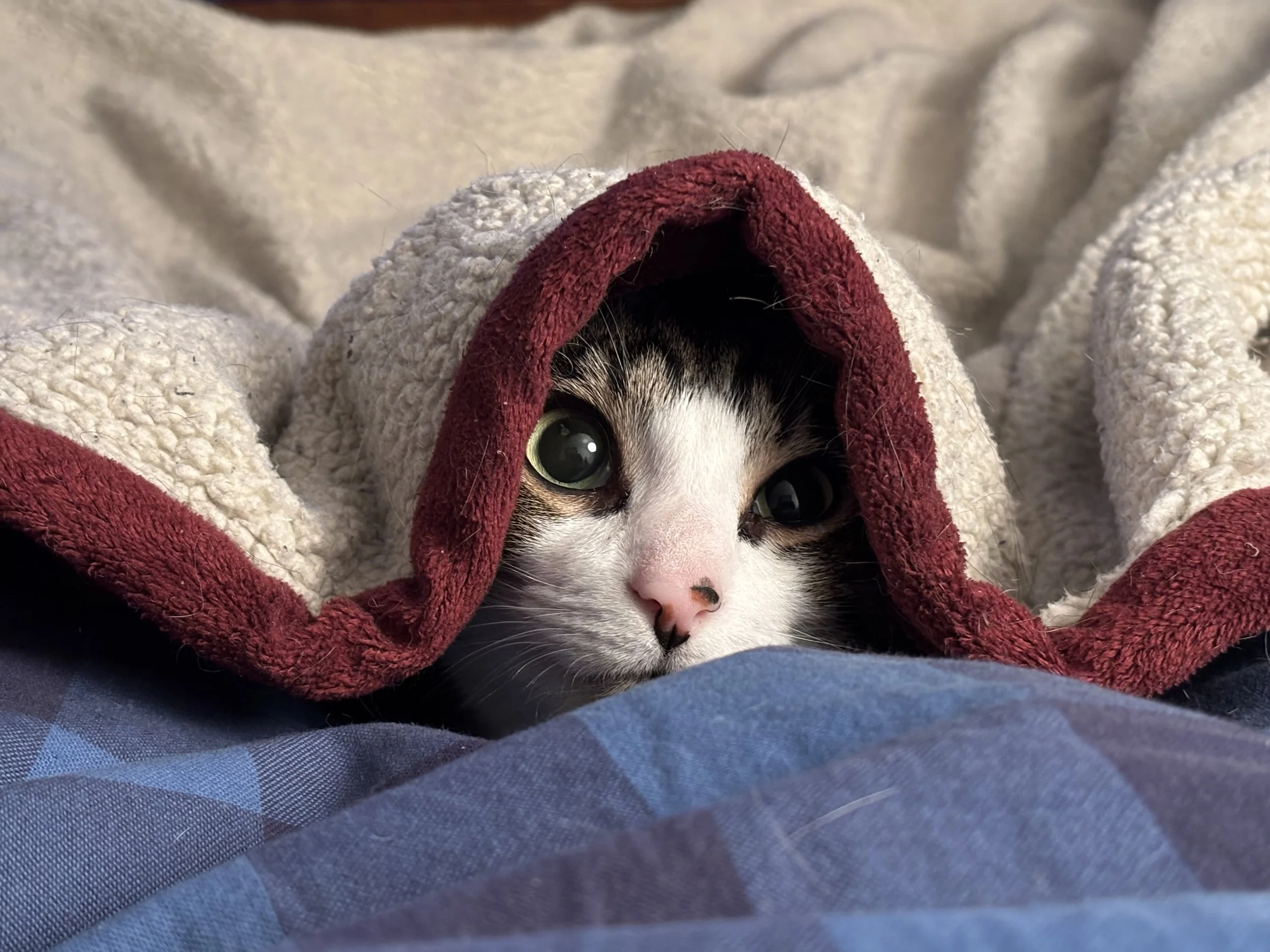 Loki, a brown and white domestic shorthaired cat, tucked under a blanket.