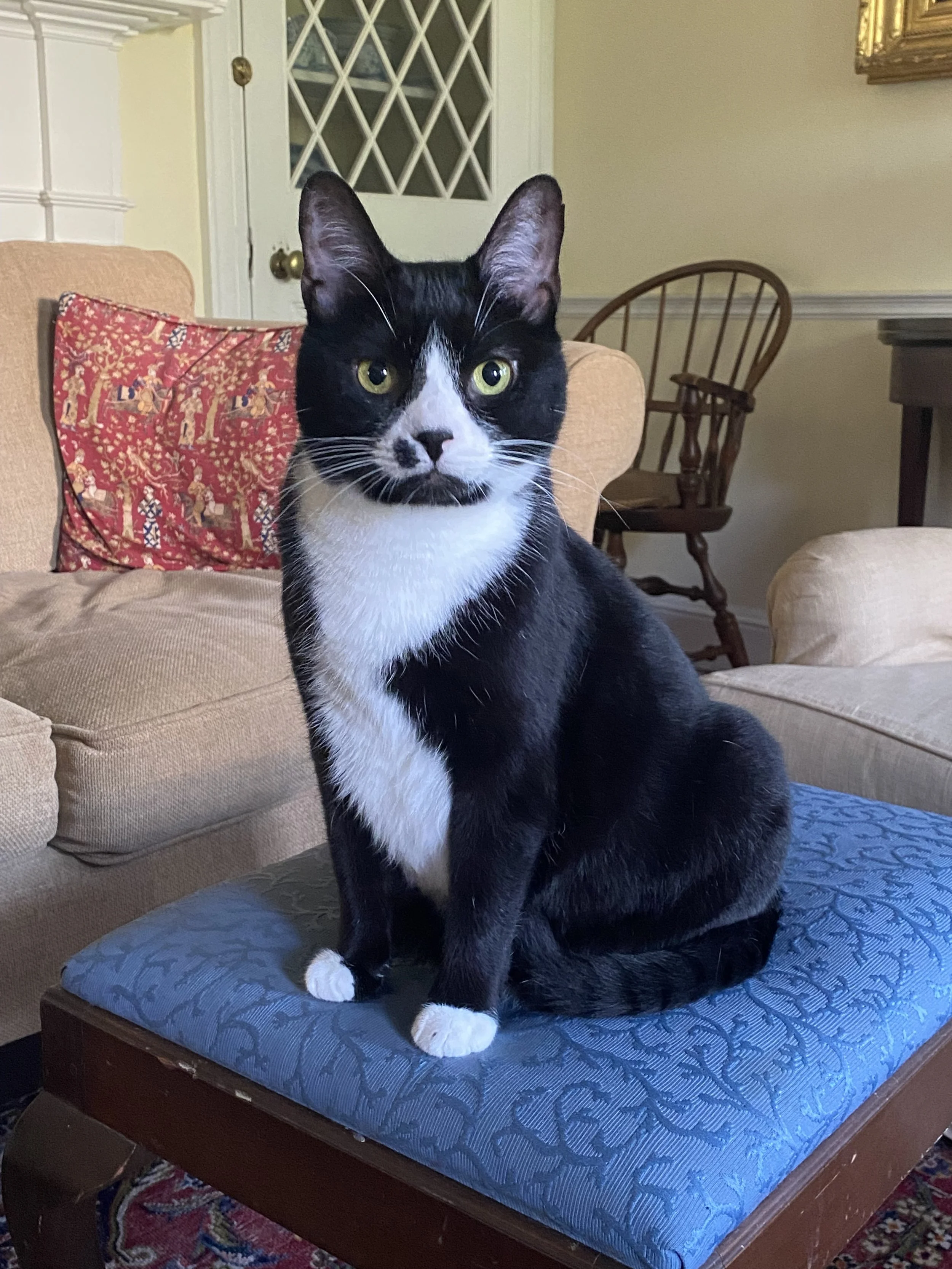 Steinway, a tuxedo domestic shorthaired cat.