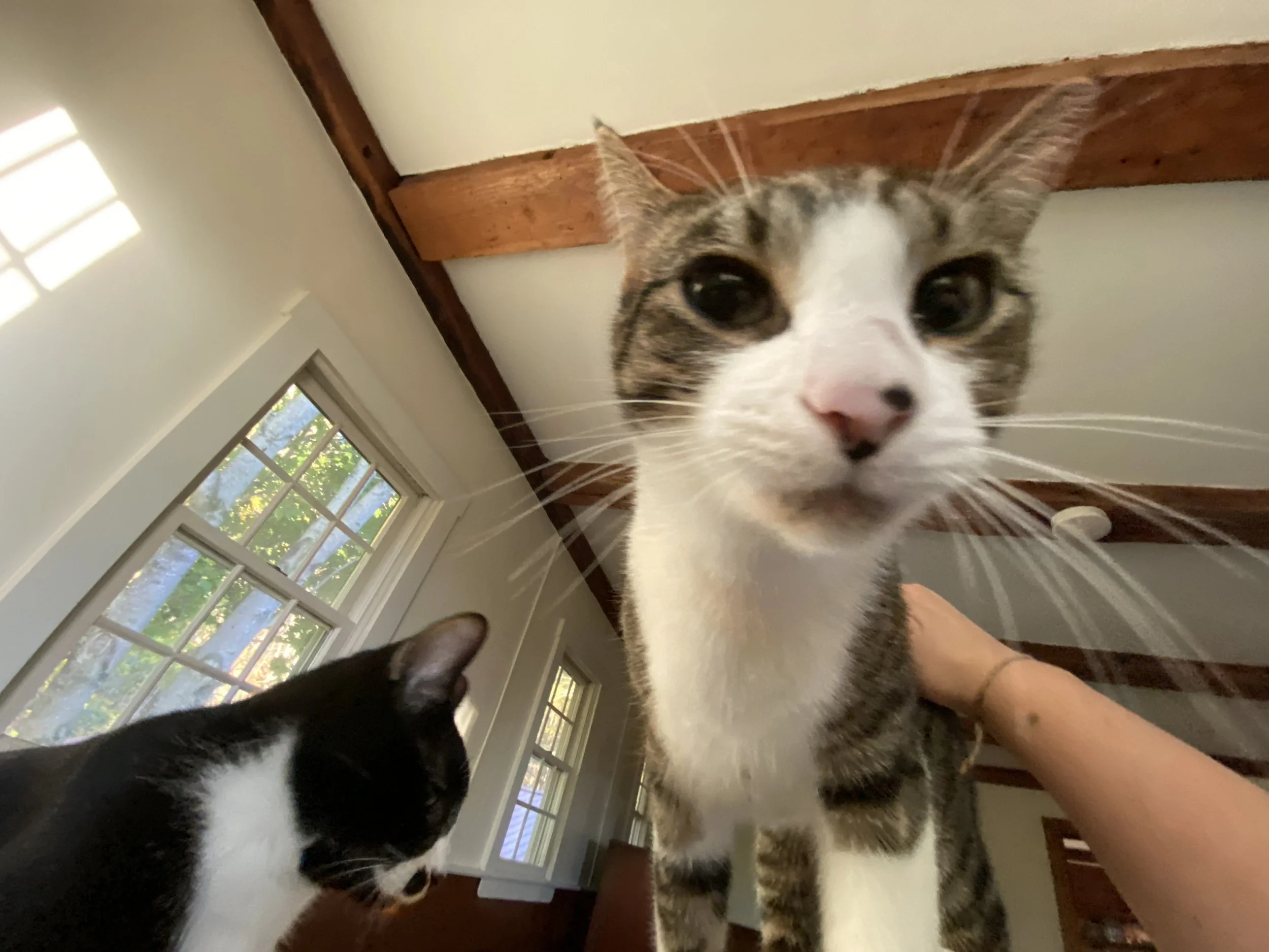 Loki, a brown and white domestic shorthaired cat, making a funny face to the camera.