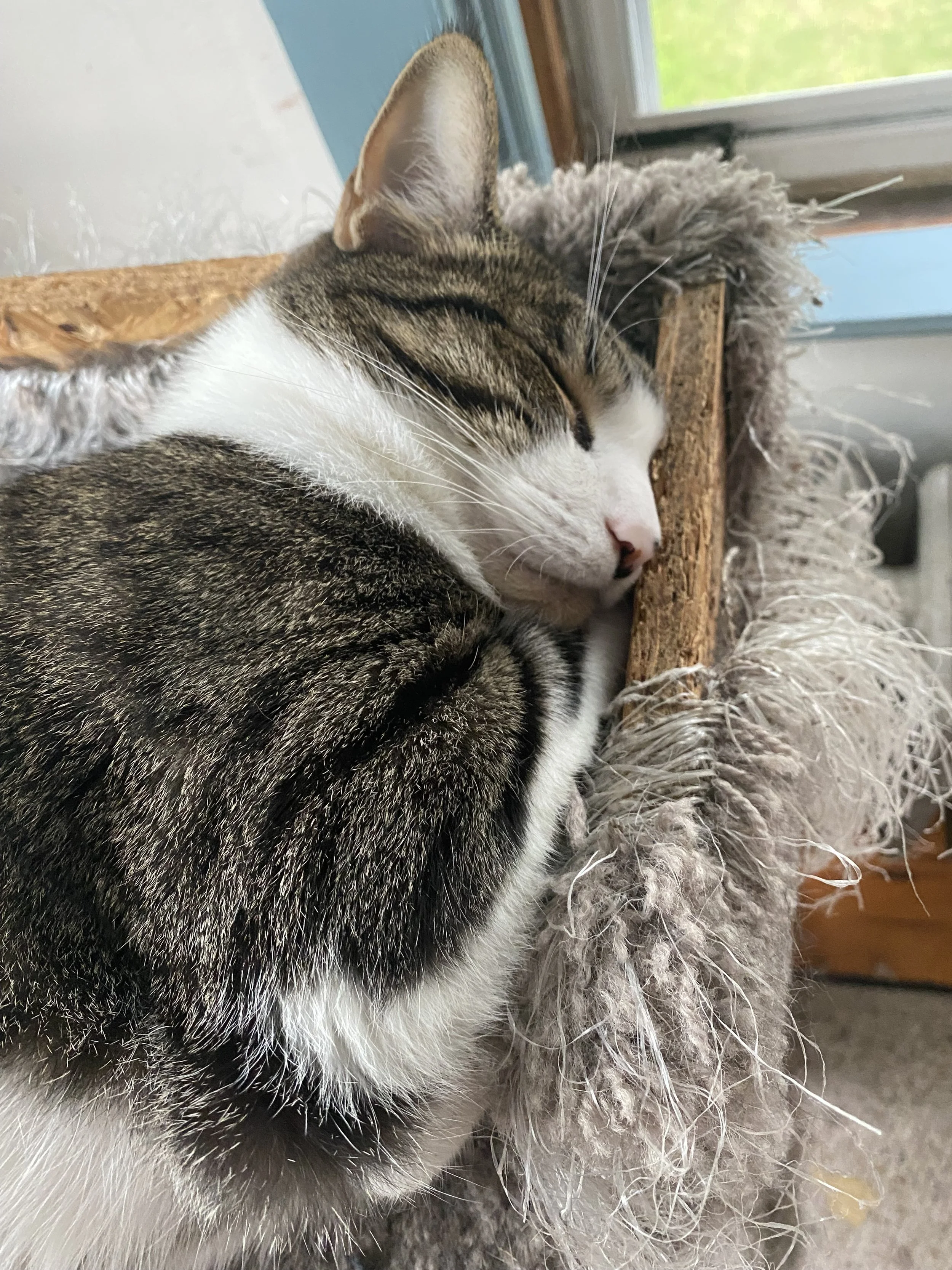 Loki, a brown and white domestic shorthaired cat.