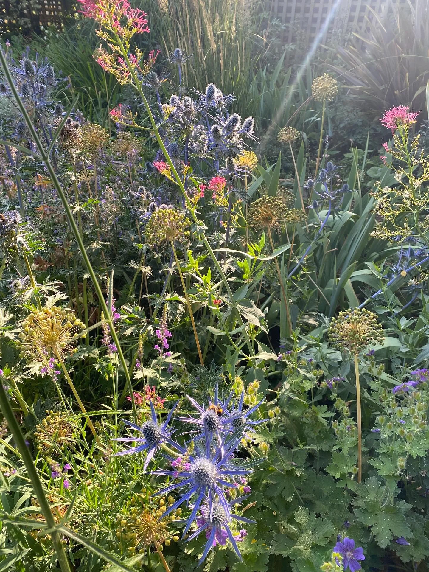 The beauty of summer evenings in the garden when the soft light makes the planting look magical &hellip; These Eryngium &lsquo;Big Blue&rsquo; are one of my favourite plants.  So pretty, and also loved by bees, with the bonus of being conveniently dr