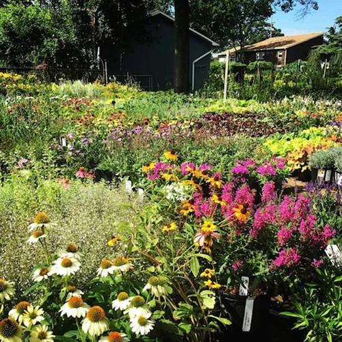Eberhard-Voellm Nurseries, business photo 5