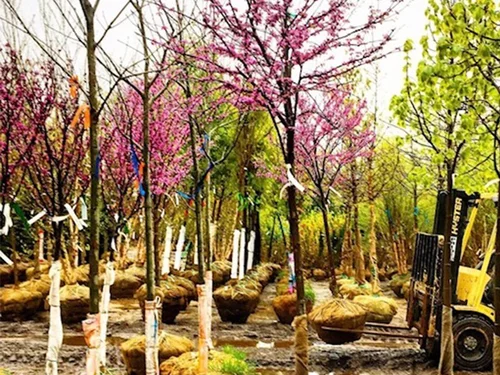 Eberhard-Voellm Nurseries, business photo 7
