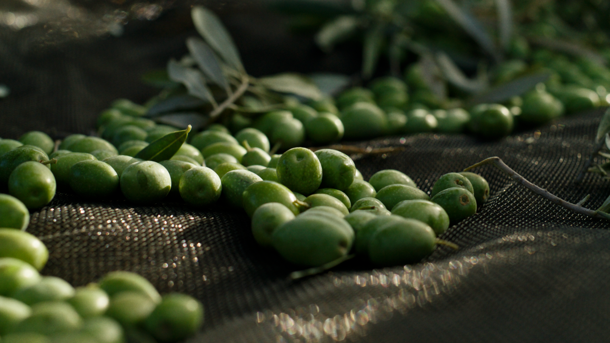 Screenshot 2026-03-25 at 14.44.07.png