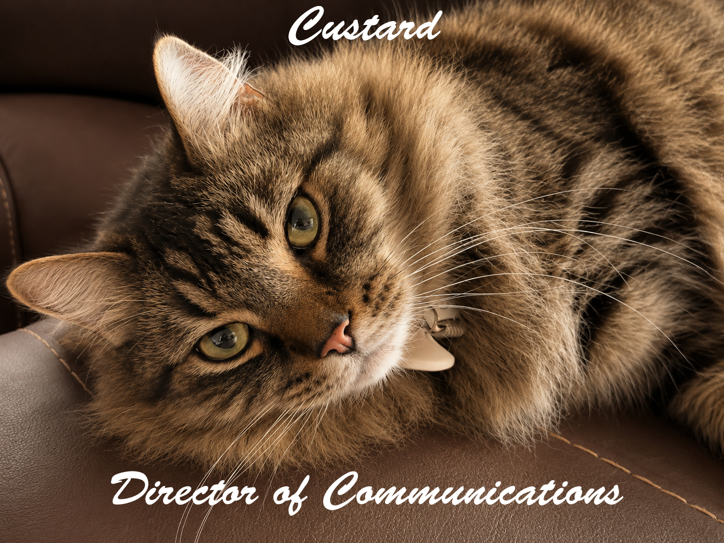 A close-up of a tabby cat lying on a brown piece of furniture, looking at the camera with green eyes, with the words 'Custard' at the top and 'Director of Communications' at the bottom in white cursive font.
