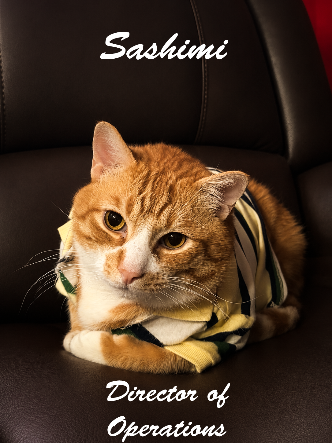 A ginger and white cat wearing a striped shirt, lying on a black leather chair, with the text 'Sashimi' at the top and 'Director of Operations' at the bottom.
