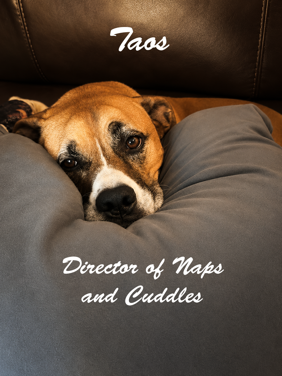 A dog resting its head on a person's leg on a sofa, with overlay text that reads 'Taos' and 'Director of Naps and Cuddles'.