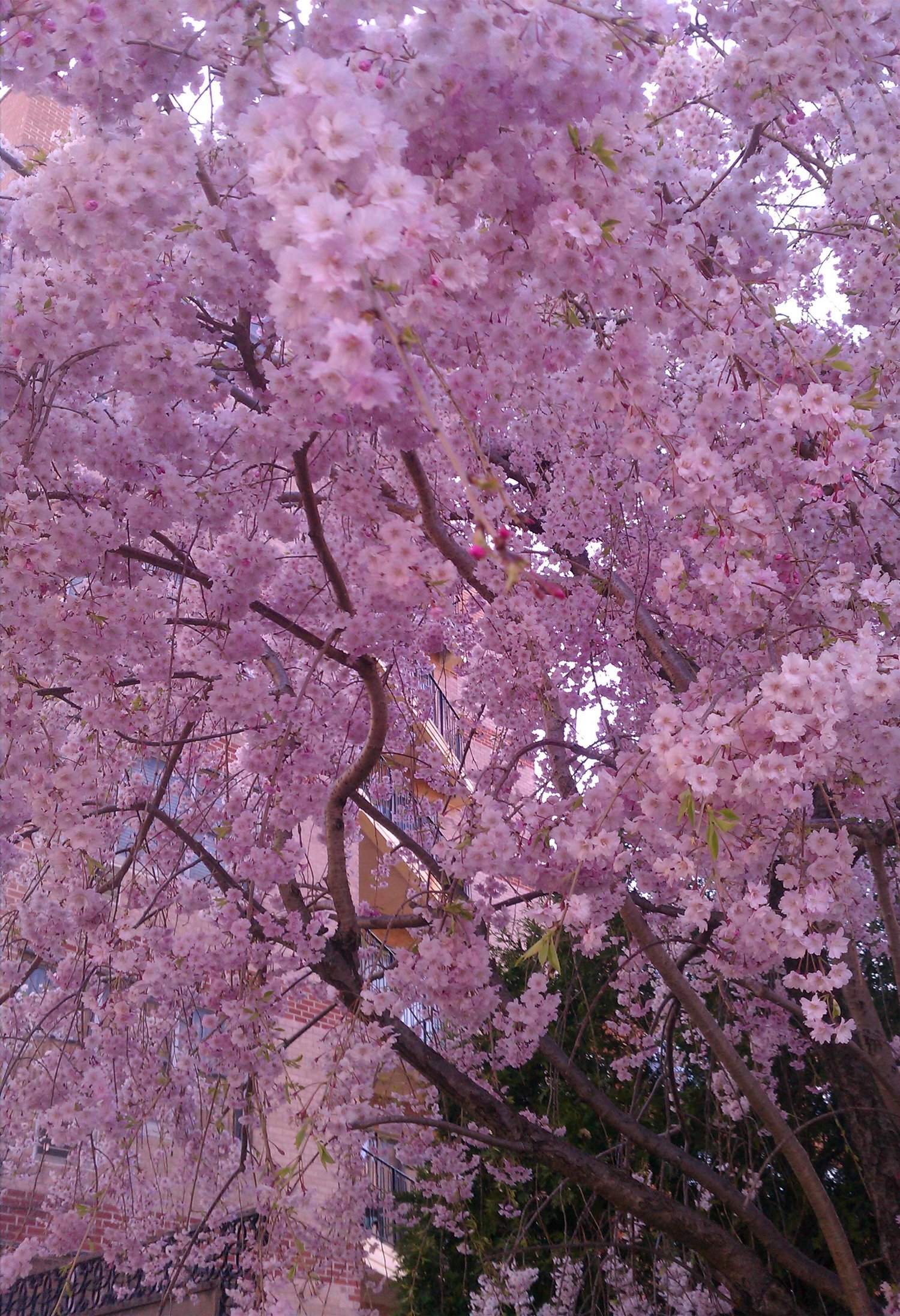 Rebecca Singer, Artist (For Love of Cherry Blossoms)