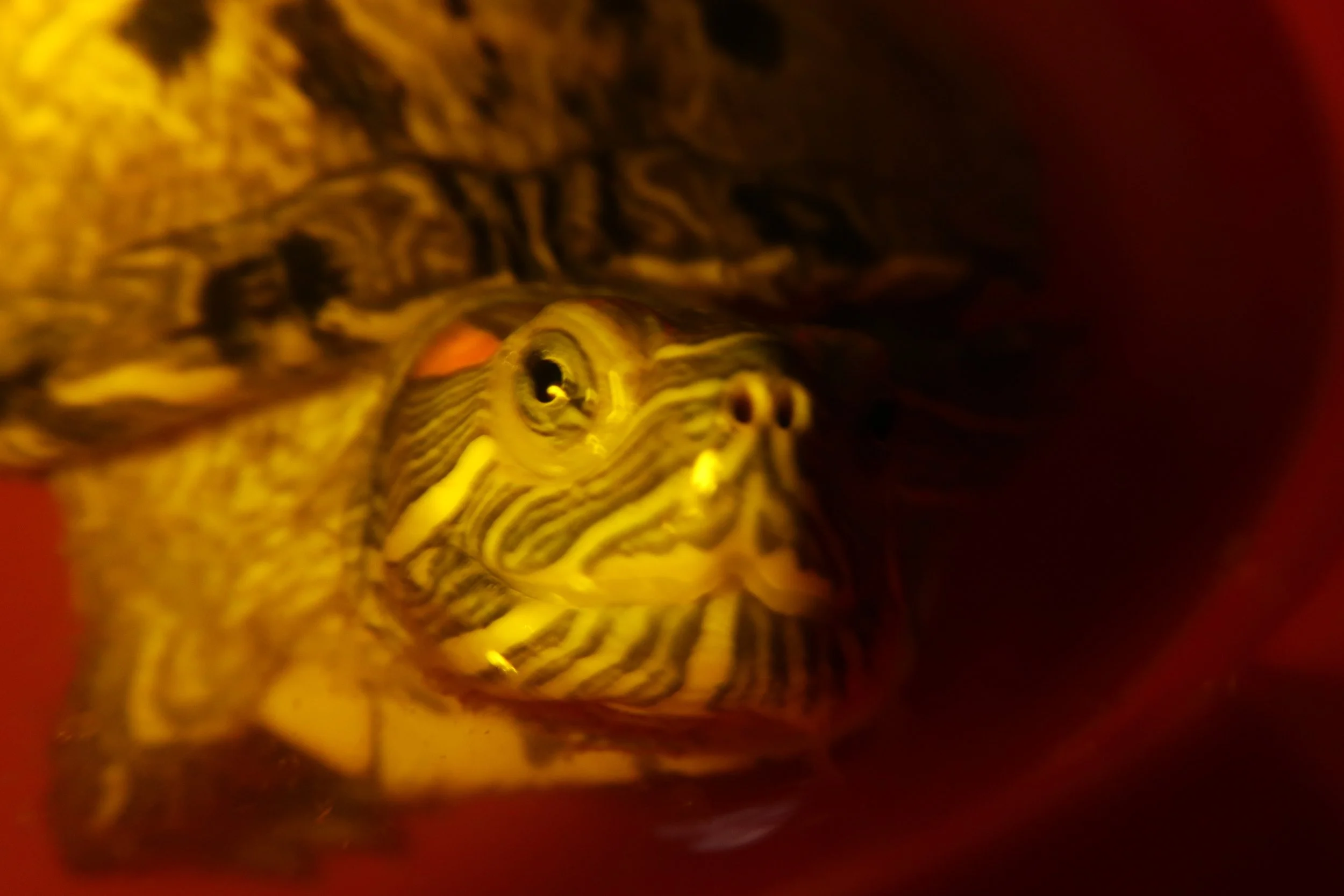 PV.8.21.Ciro2.turtlelight.jpg