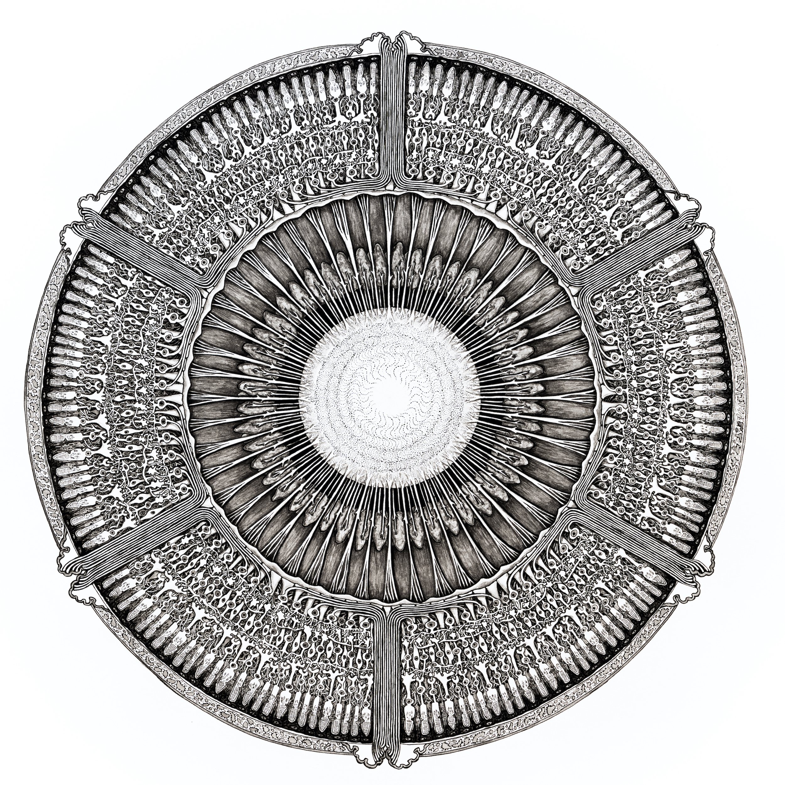 Optical Mandala_AV_copy.jpeg