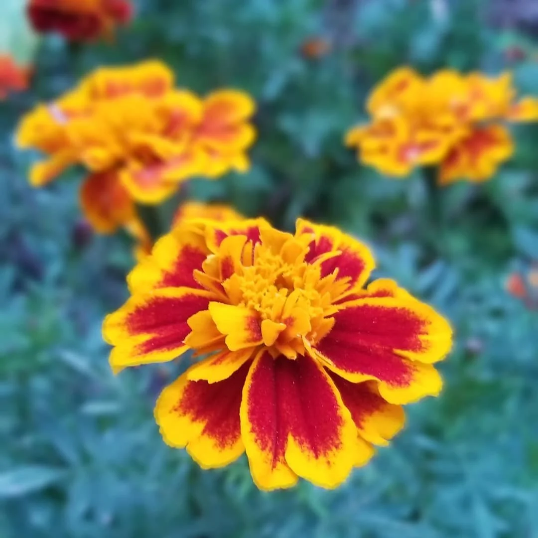 PV.8.21.coriflower1.jpg