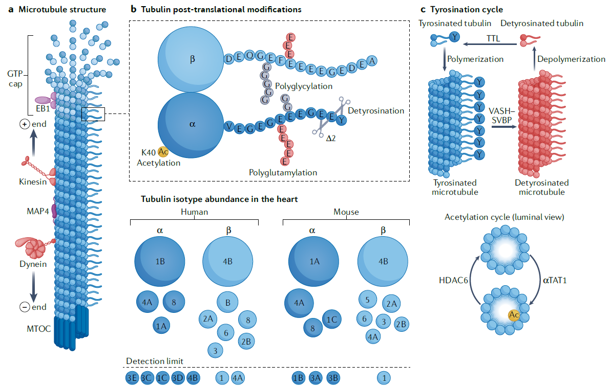 NatRevCardiolHeartFailure-TubulinIsoforms.PNG