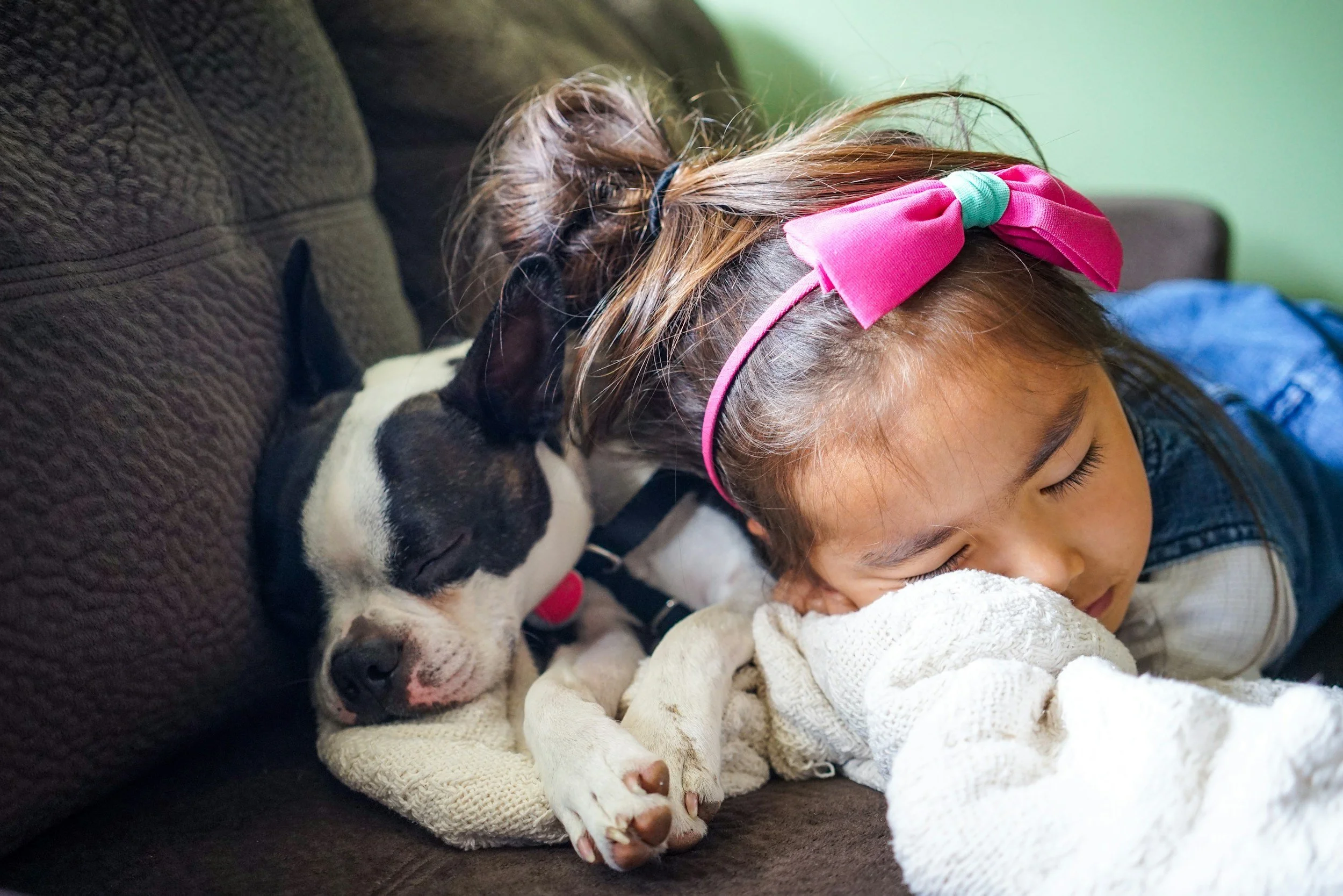 Young girl with pink headband sleeping on a couch beside black and white Boston Terrier dog, both resting on a knitted blanket.