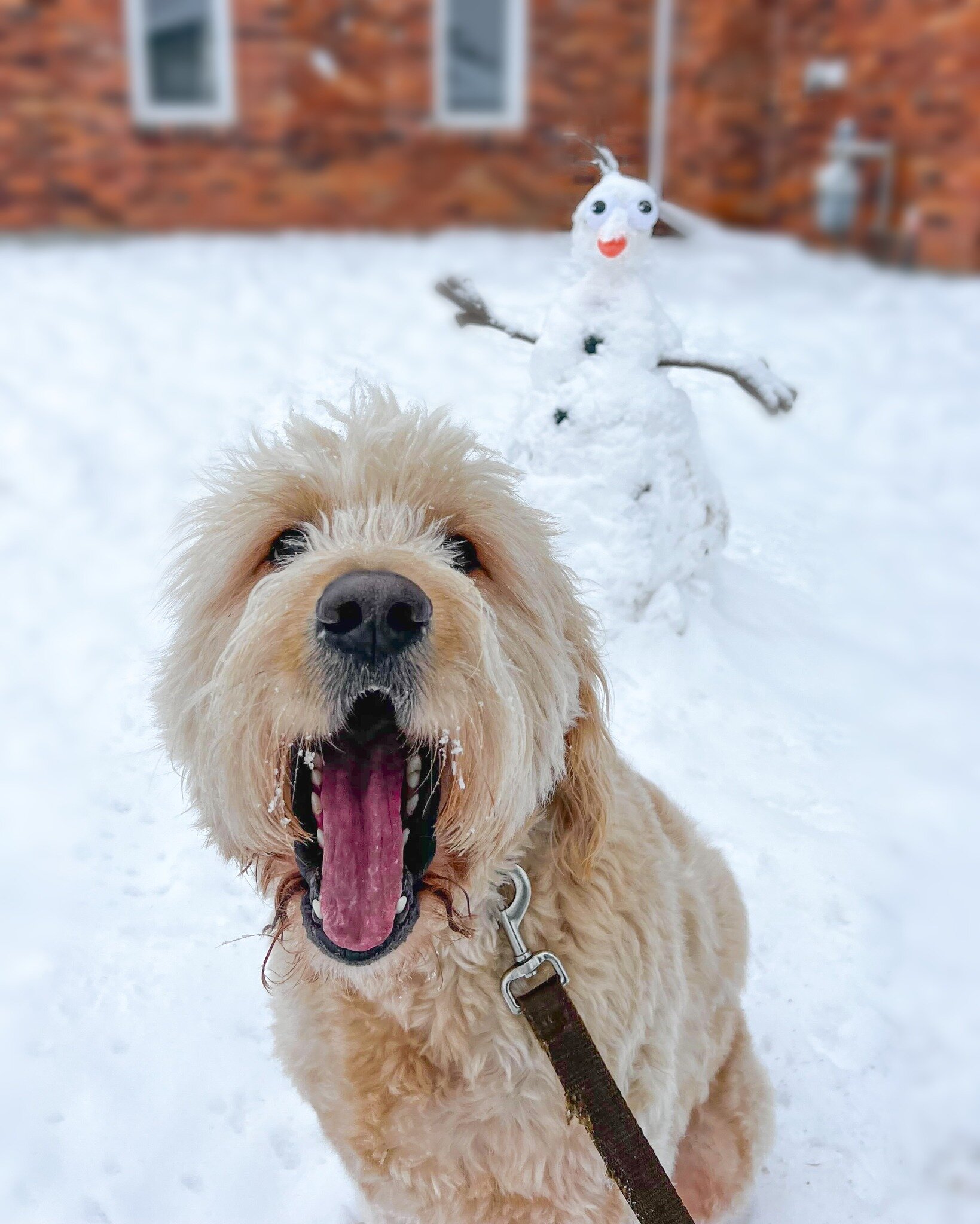 ⛄ As the forecast promises more of the fluffy white stuff, this is your Final Call to gear up your furry sidekick for this Winter season, if you haven't done it already.

🔥 Our Winter Must-Have Gear Guide is your last-minute free ticket to keeping y