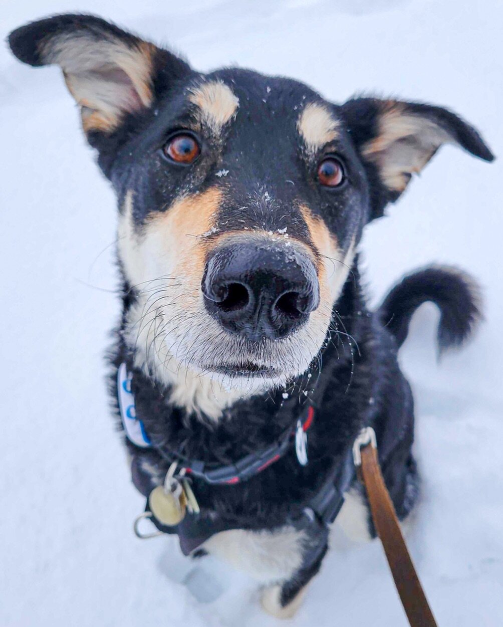 ✨ Just as we set health related New Year resolutions for ourselves, it&rsquo;s the perfect time to focus on our pets&rsquo; well-being too.

🫶🏼 Especially considering January is Weight Loss Awareness Month. 

⬇️ Here are a couple of tips on how to 