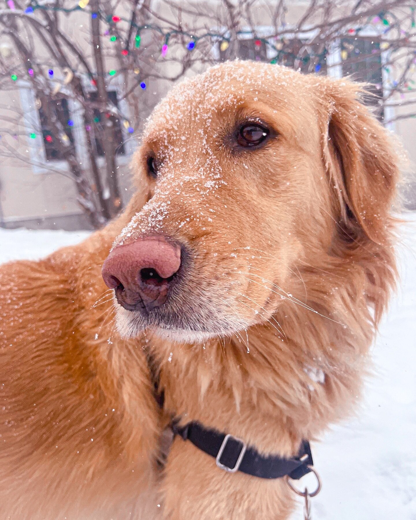 💐 March 8th marks the global celebration of International Women&rsquo;s Day.
 
💕 Upholding equal rights as our fundamental principle, we take pride in supporting local organizations dedicated to assisting women in need. 

🐕 This year, for every co