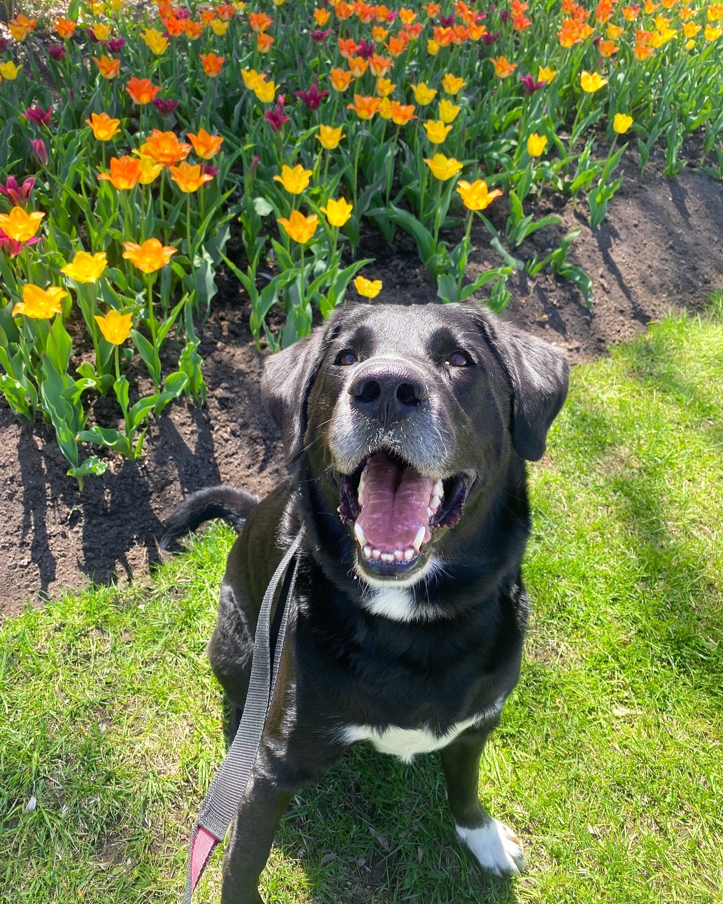 💐 HAPPY DOG MOM DAY!

🩷 To the ones who always play fetch the best: dog moms - you are the queens of the leash, the guardians of treats, and the masters of belly rubs. 

🦮 Wishing you a great Dog Mom Day (celebrated on May 11th, the day before Hoo