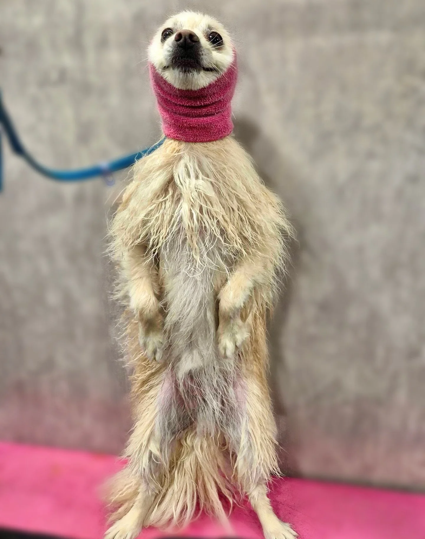 Got a meerkat at home that needs a glow-up? ✨ You know who to call 🤝😉