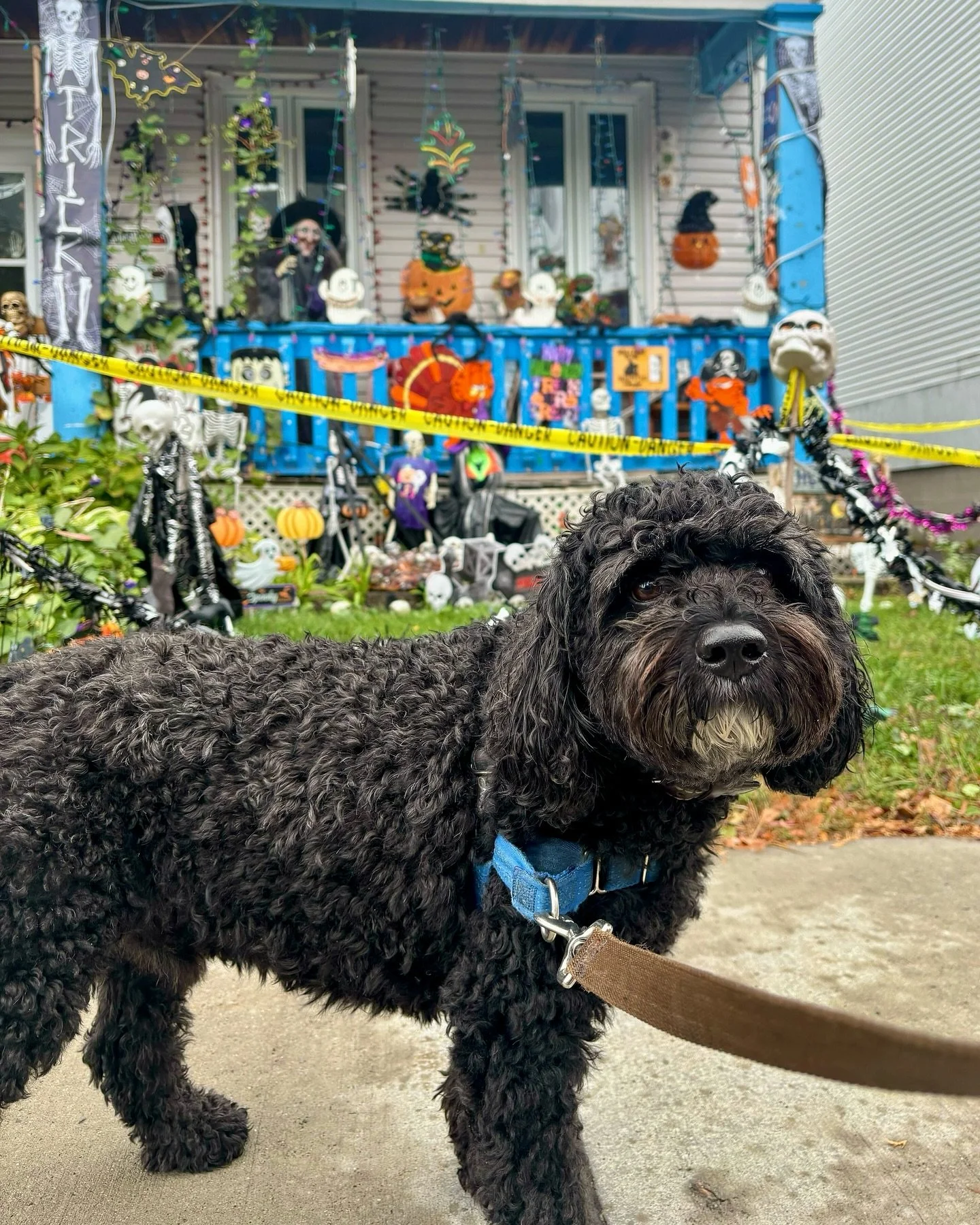 🕸️ Pssst&hellip; Have you entered your furry ghost, pumpkin, or superhero in our bwd Annual Halloween Costume Contest yet? 🐾 
 
🎃 There&rsquo;s still time to join the #bwdBooCrew and compete for a faBOOlous gift basket full of treats, toys, and su