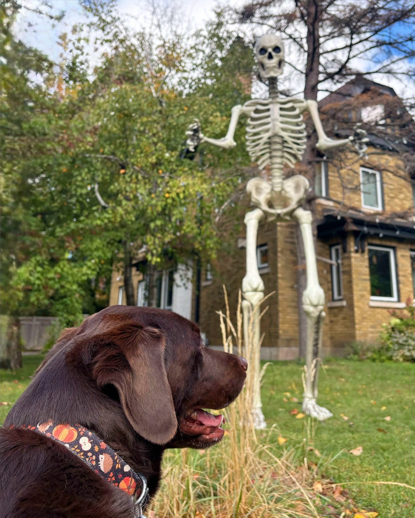 🎃 It&rsquo;s that time of year again&hellip; bwd&rsquo;s Annual Halloween Costume Contest is back! 👻

Does your dog or cat have the spookiest, cutest, or funniest costume in town? Now&rsquo;s their chance to shine, and win a faBOOlous gift basket f