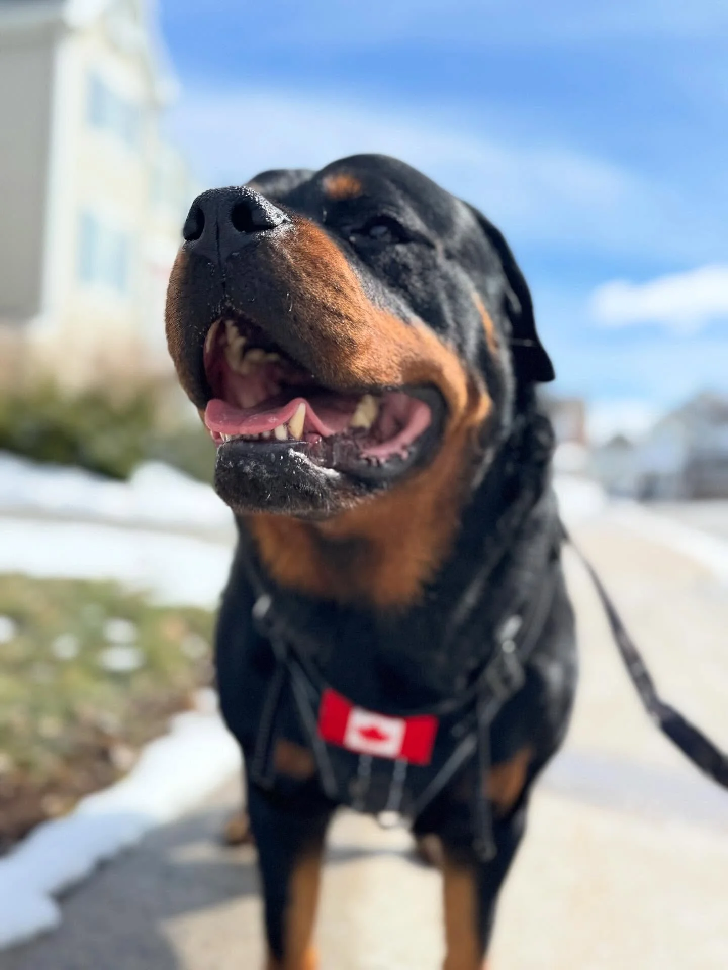 🐾 Kobe felt the sun today and it shows.

🌤️ The snow is melting, the sidewalks are clearing, and this guy is absolutely living for it (and so are we!) Spring walks just hit different and Kobe knows it.