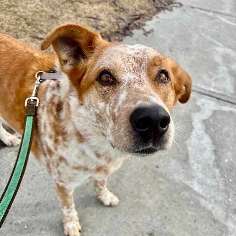 🐾 Pet of the Week - Meet River! 🐾

River is a Cattle Dog / Aussie mix who takes his time warming up to new people - but once you're in, you're in. Sweet, sharp, and an absolute dream to walk.

River is the whole package and we are so lucky to have 