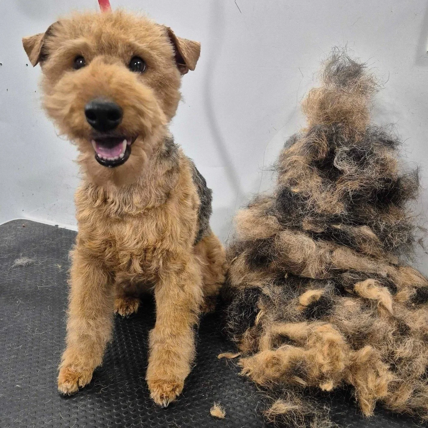 📰Breed All About It! - Welsh Terriers, featuring Sami! 📰

💡 Did you know? Welsh Terrier is one of the oldest terrier breeds in the world (over 500 years old!).

🦡 They were originally bred to hunt fox, otter, and badger, often working independent