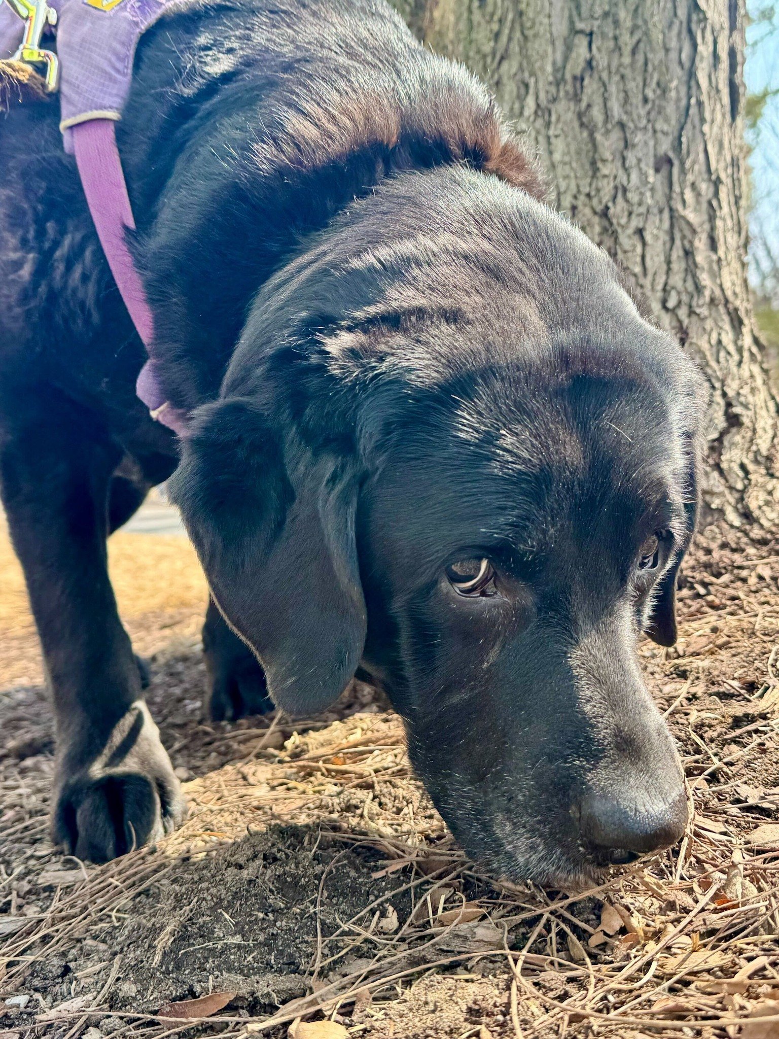 👃 Did you know your dog's nose is up to 100,000 times more powerful than yours?

🌱 As the seasons change and spring kicks in, the world outside becomes an entirely new sensory experience for your pup. Every melting patch of snow, fresh patch of gra