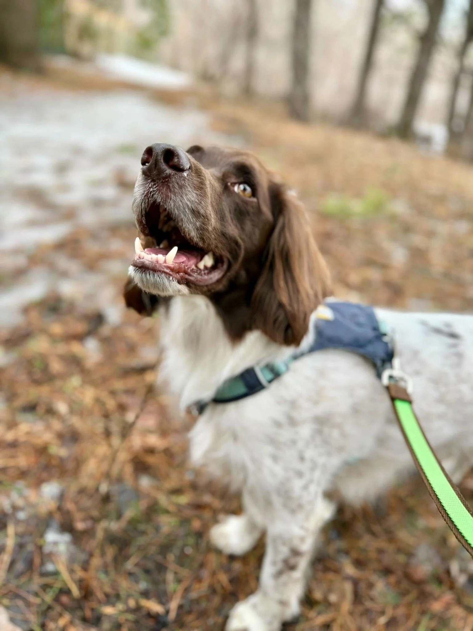 🐾 Akis out here living his absolute best life and we are just along for the ride. 🌲