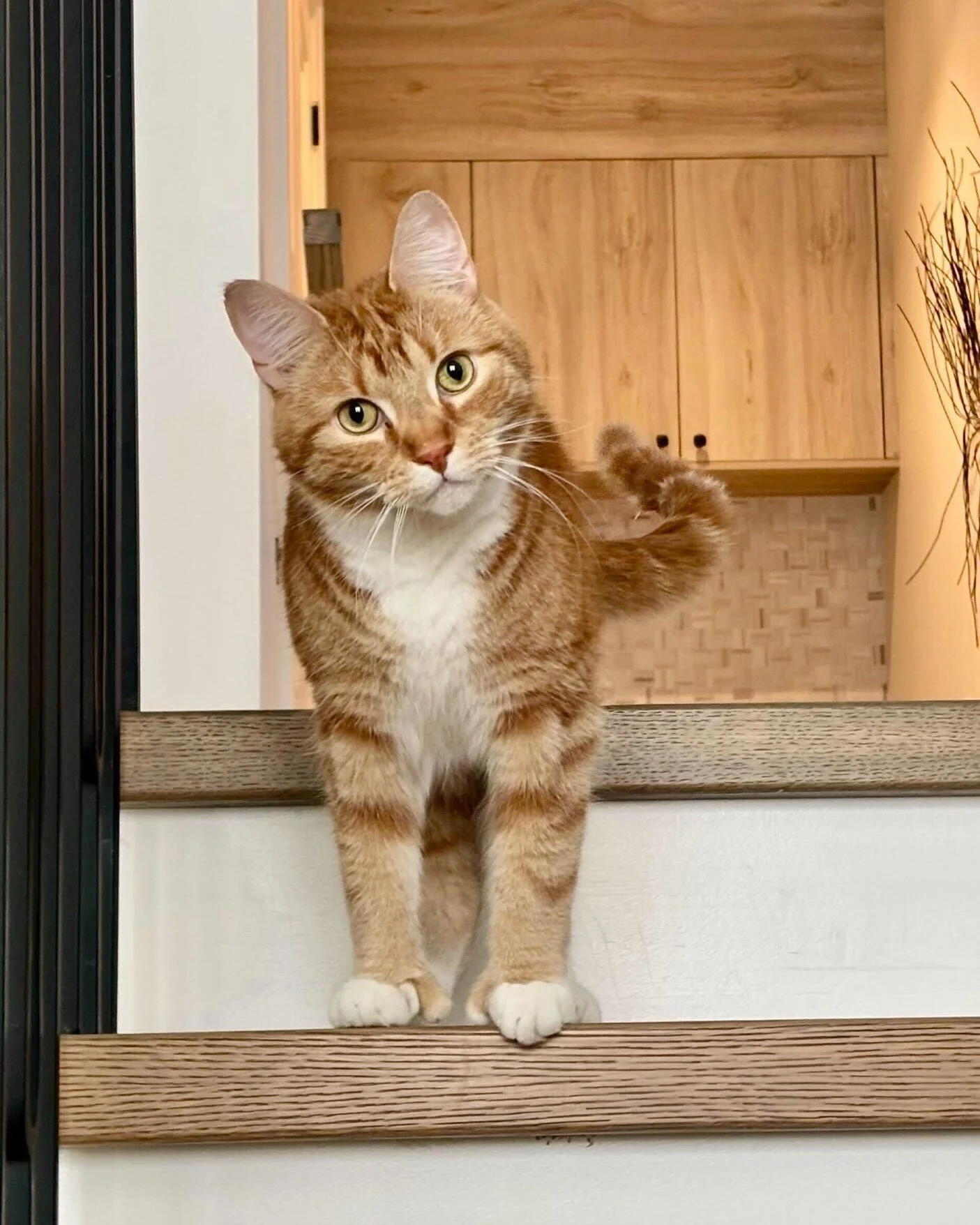 🐾 Meet Max. He was not expecting company - but he's willing to make an exception.

🐈 That's where our Pussy Patrol service comes in. While you're away, we've got your pets covered.

🍽️ Feeding, fresh water, and litter - handled.

📸 Photos, videos