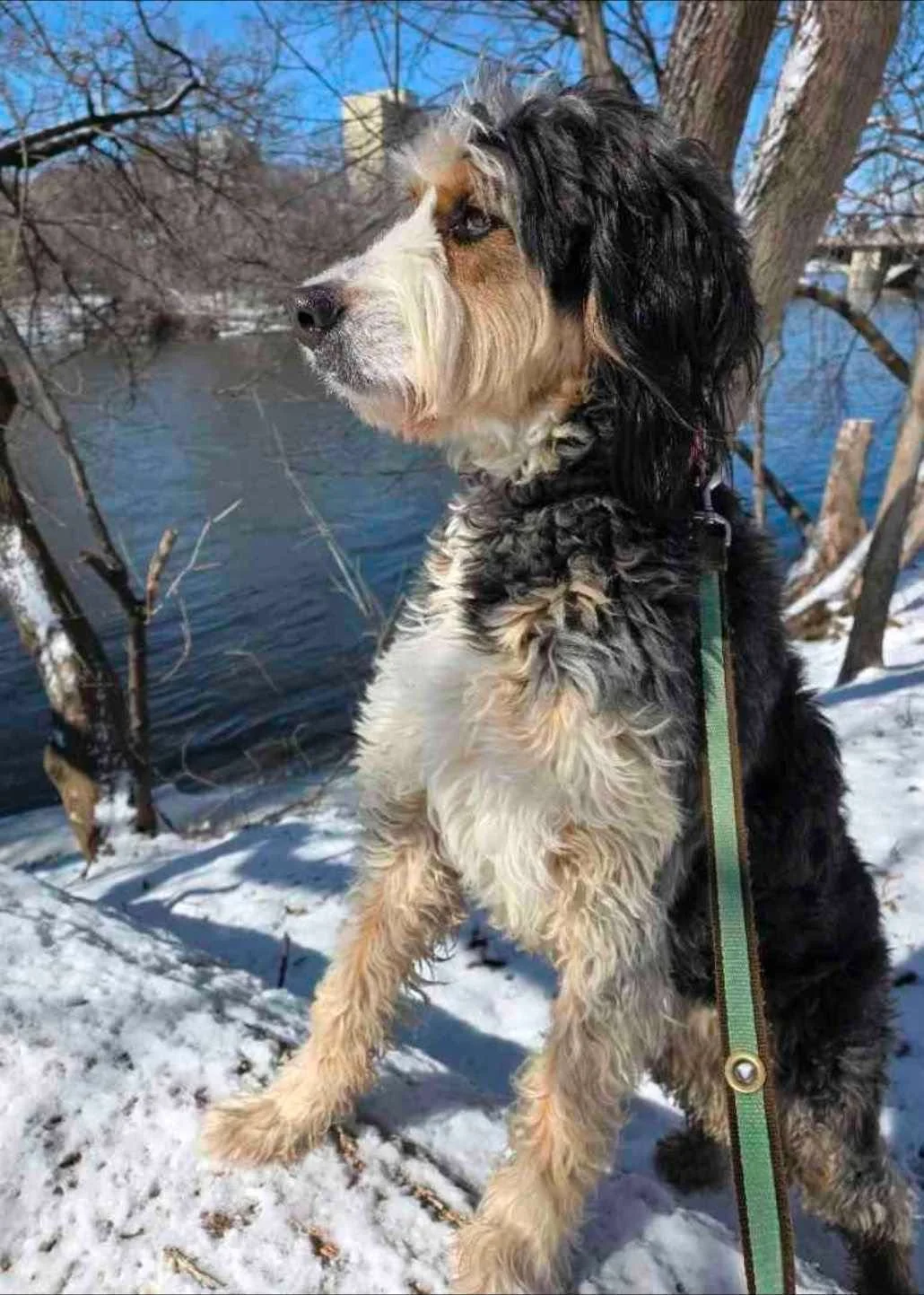 🐾 We don't know what Bolin is thinking but we know it's deep.

Caption this. 👇