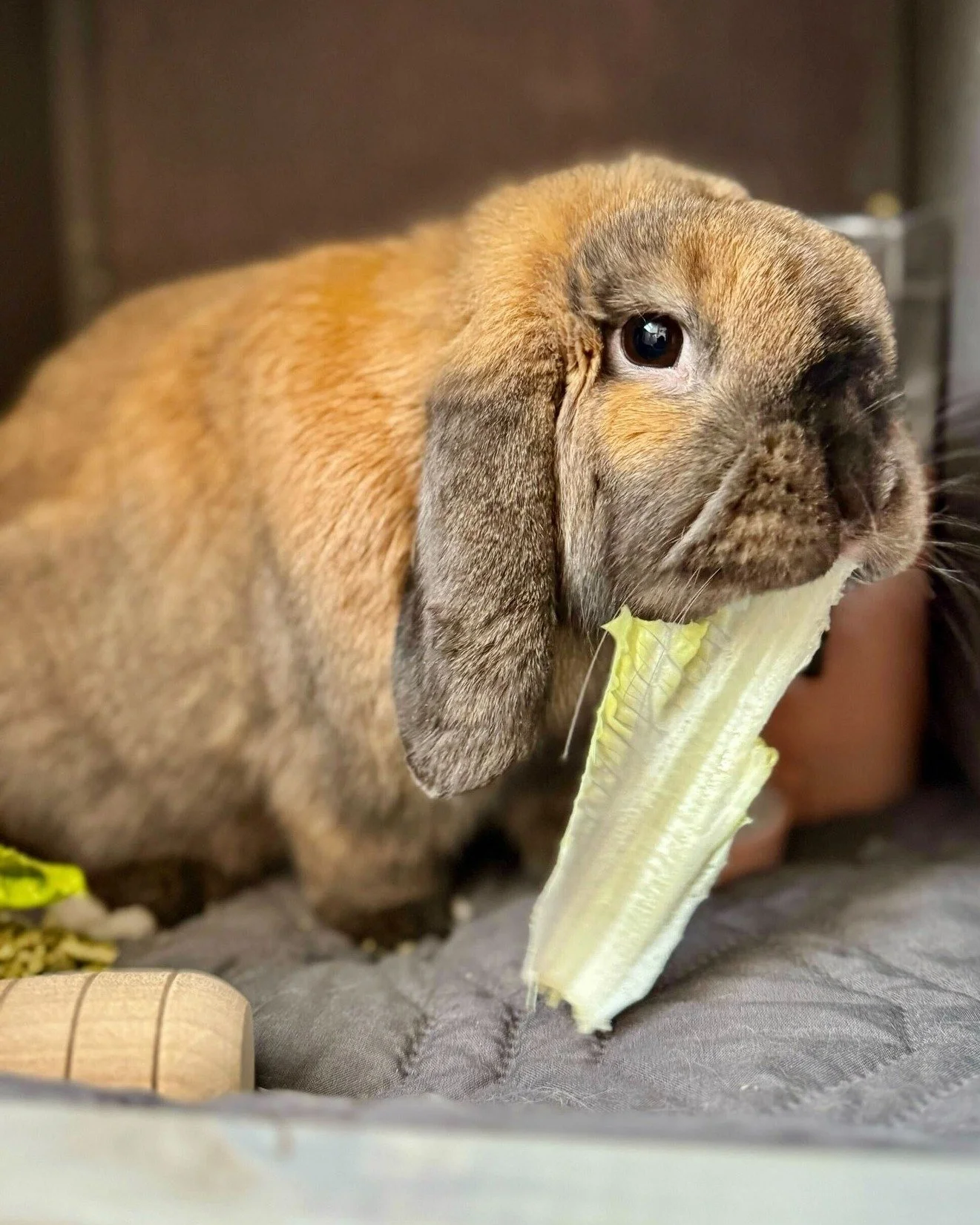 🐾 The Easter Bunny has been identified and she is busy.

Happy Easter from Pebbles and the whole bwd team! 🐇✨
