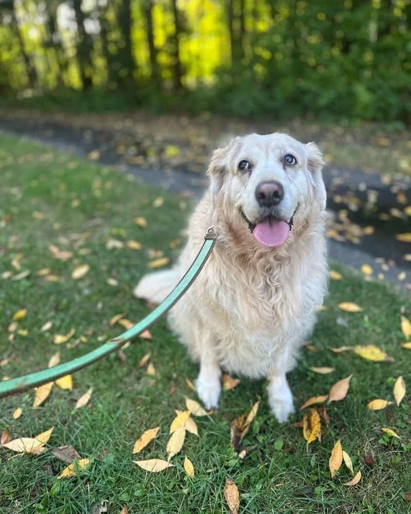 🐾 Pet of the Week - Meet Bella! 🐾

✨ Bella has been a beloved member of the bwd squad for a few years now, and so many of our walkers have had the pleasure of spending time with her.

💛 It's easy to see why everyone on our team loves her - she gre