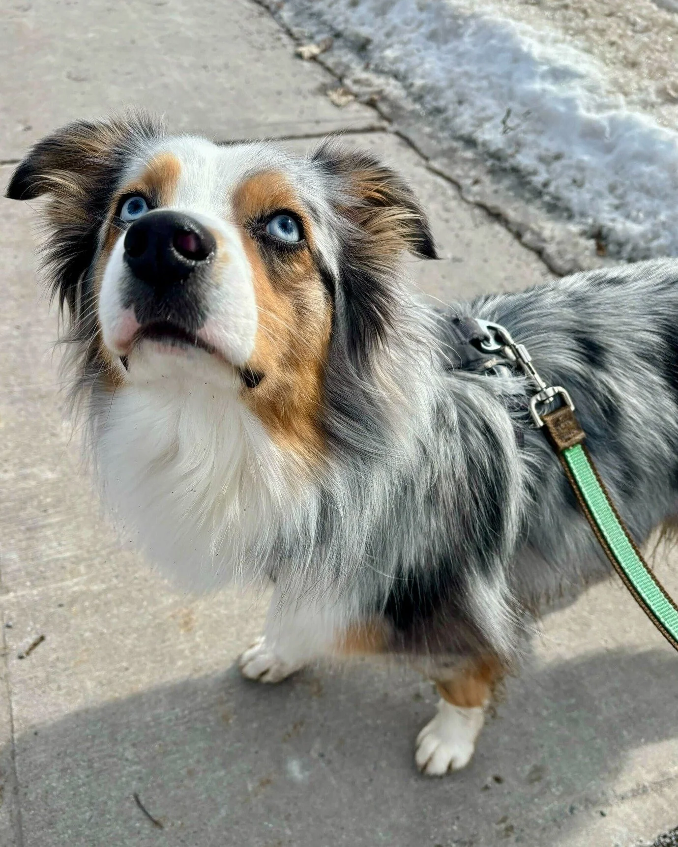 📰 Breed All About It - Australian Shepherd! 📰

💚 This week we're keeping pace with the Aussie - and trust us, you'll need to. Meet Siska, who is everything this breed is all about!

🧠 Despite the name, Aussies were actually developed in the U.S. 