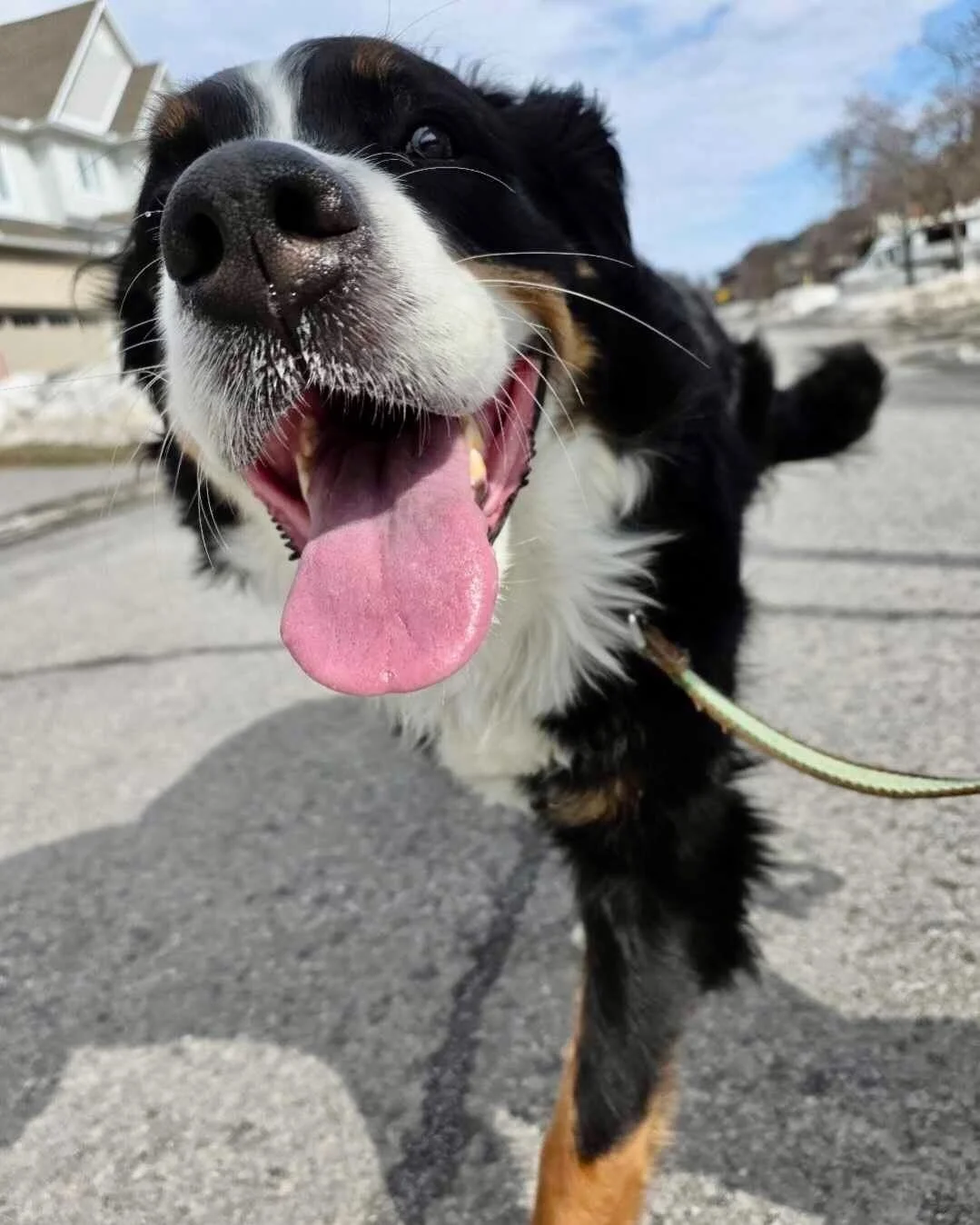 🦮 Did you know proper collar placement can be the key to a loose leash walk? Sydney wants to teach you how! 👇

📍 The sweet spot is high on the neck, just under the jaw and behind the ears. It's the safest position, it protects the trachea, and it 