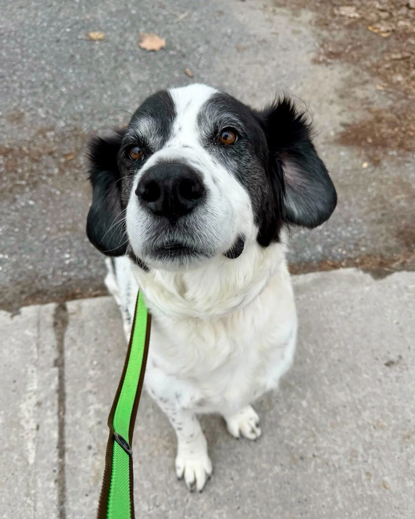 🌸 That smile? That's the face of a dog who just retired his booties for the season! 

🌞 Barney has his toe beans out and is loving the sun!