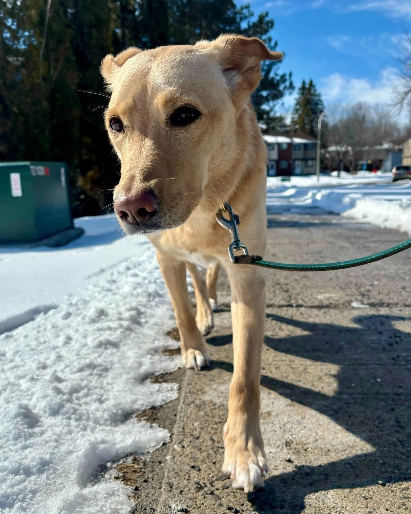 🐾 Does your dog pull, bark at everything, or struggle to stay focused on walks?

🧠 Most leash struggles come down to one thing - humans and dogs not quite speaking the same language. Our Walk Training Sessions help bridge that gap.

🐕 These sessio