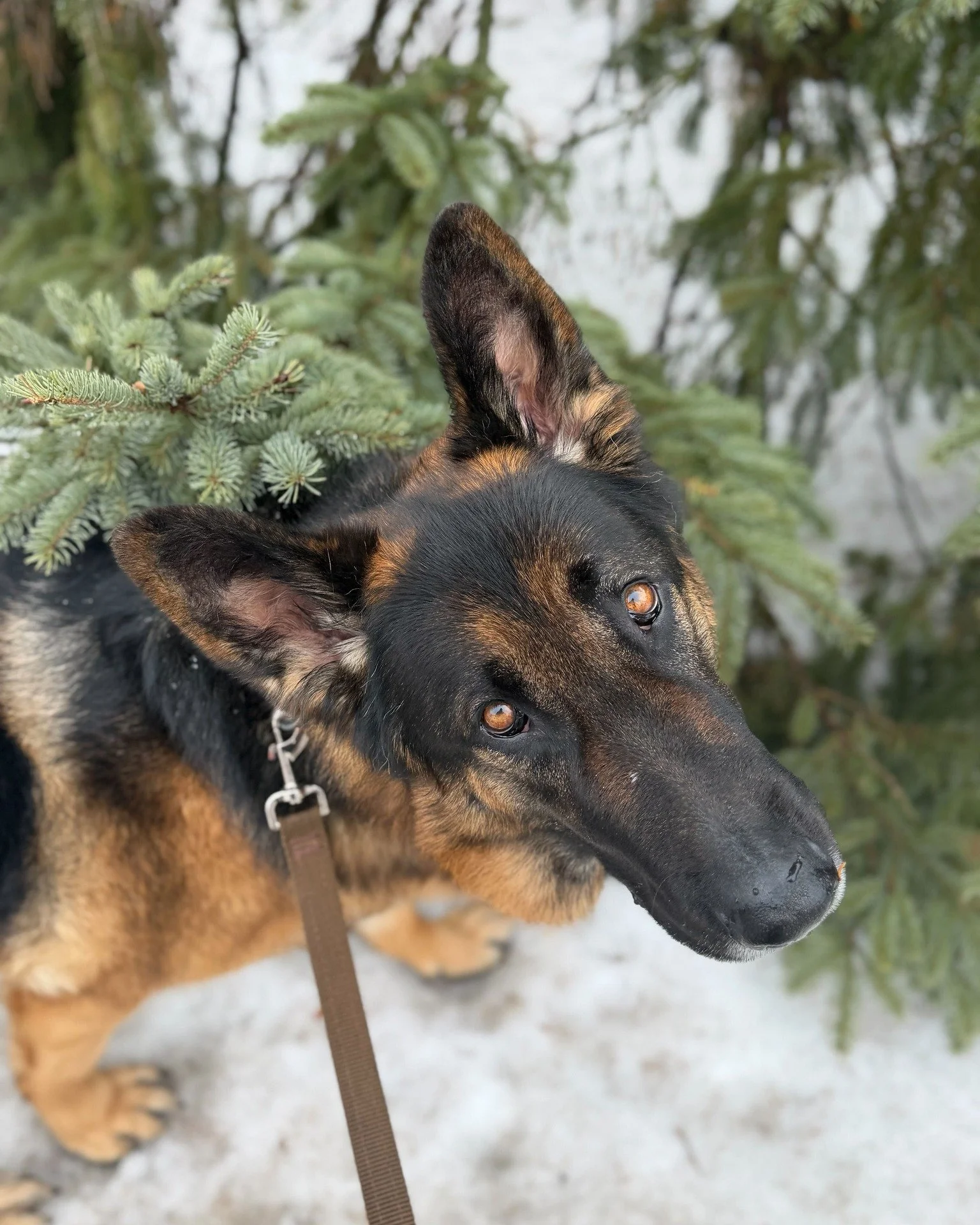 👀 Those eyes are saying something. What do you think is on Zeus' mind? 👇