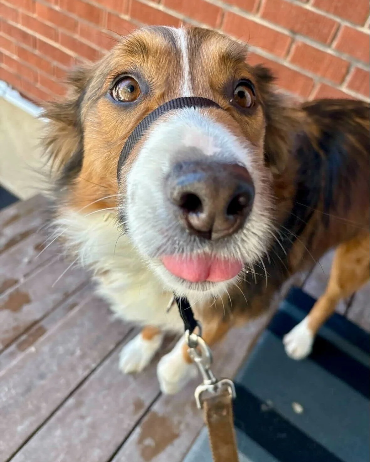 Timber wants to show you his goofy side! 😋