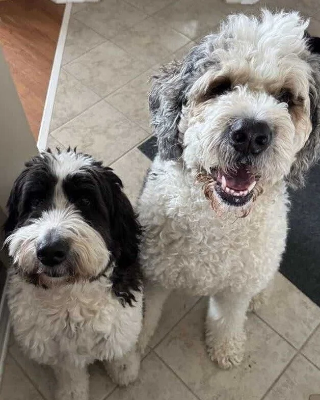 🐾 Pet(s) of the Week - Meet Buster and Sadie! 🐾

✨ This dynamic duo has more personality than they know what to do with and we absolutely love them for it.

💈 Buster is a man of signature style - that mohawk is non-negotiable and it suits him perf