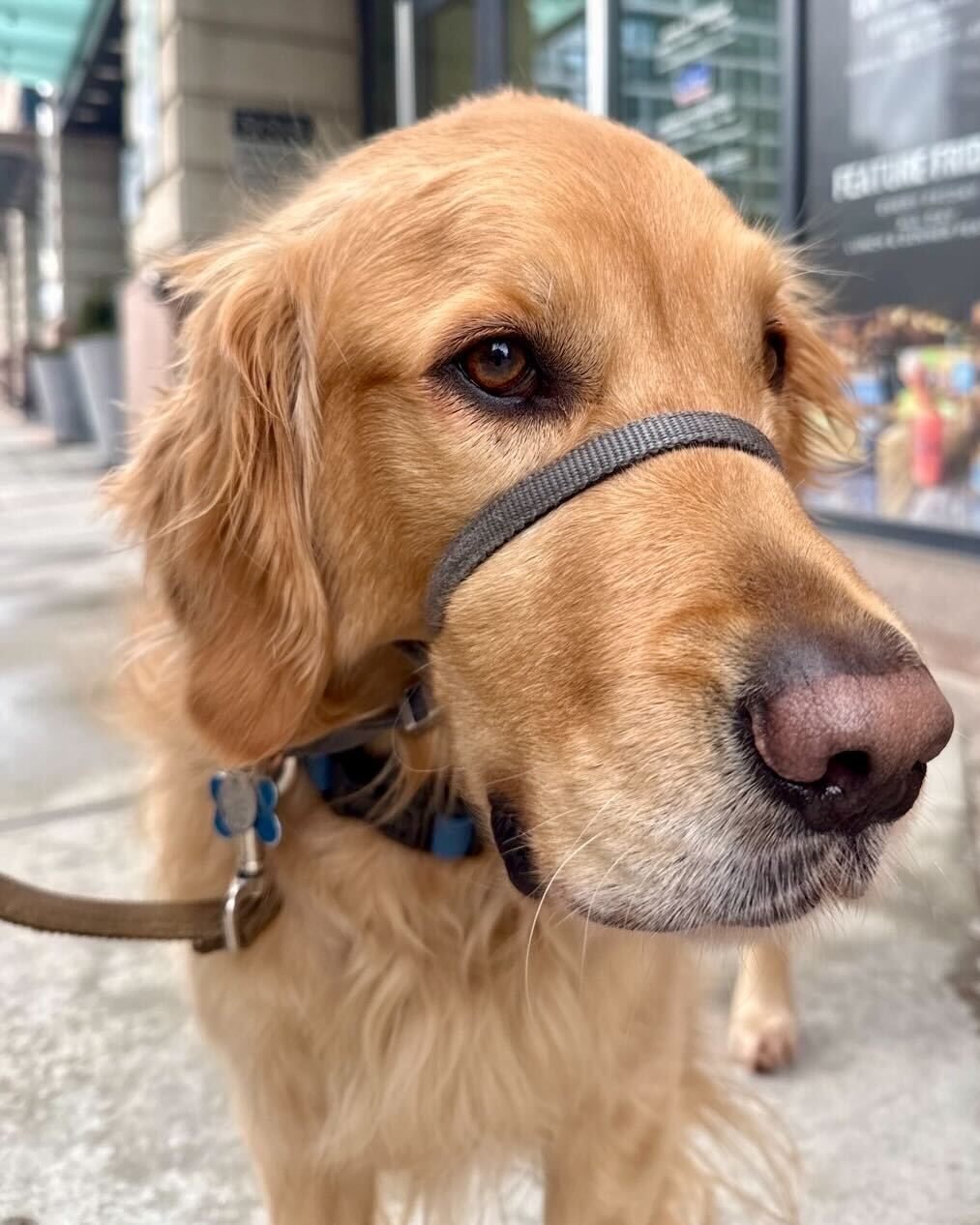 📰 Breed All About It - Golden Retriever! 📰

💛 One of the most recognized breeds in the world - and for good reason, says Mowgli here! 

🏴&zwj;☠️ Developed in 19th century Scotland by Lord Tweedmouth to retrieve game on both land and water. Their 