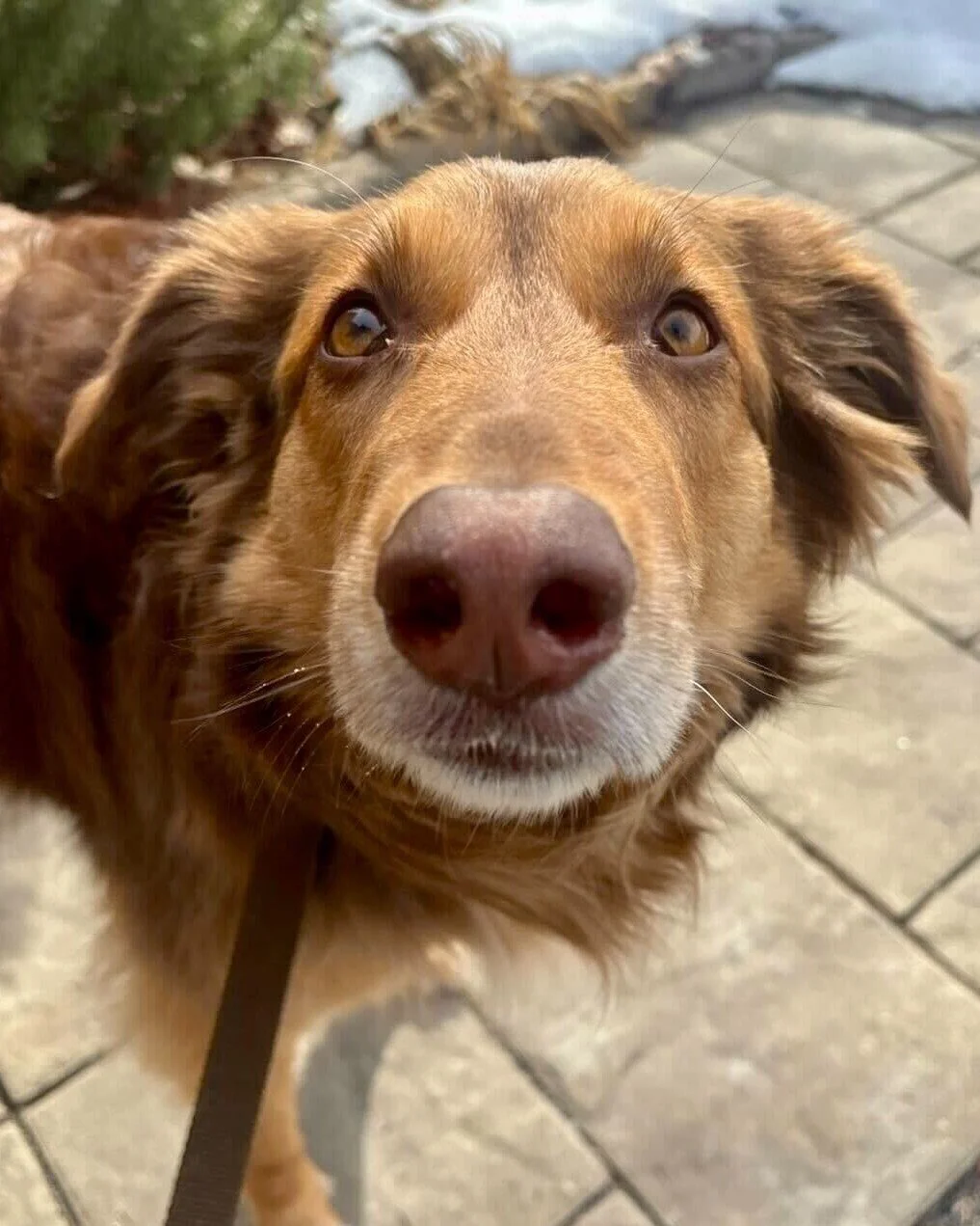 🐾 Mocha is here to give you a little lesson on personal space - ironic, we know.

💡 Did you know dogs communicate primarily through body language - not words? So when we use our presence intentionally, they actually understand us.

💬 That's where 