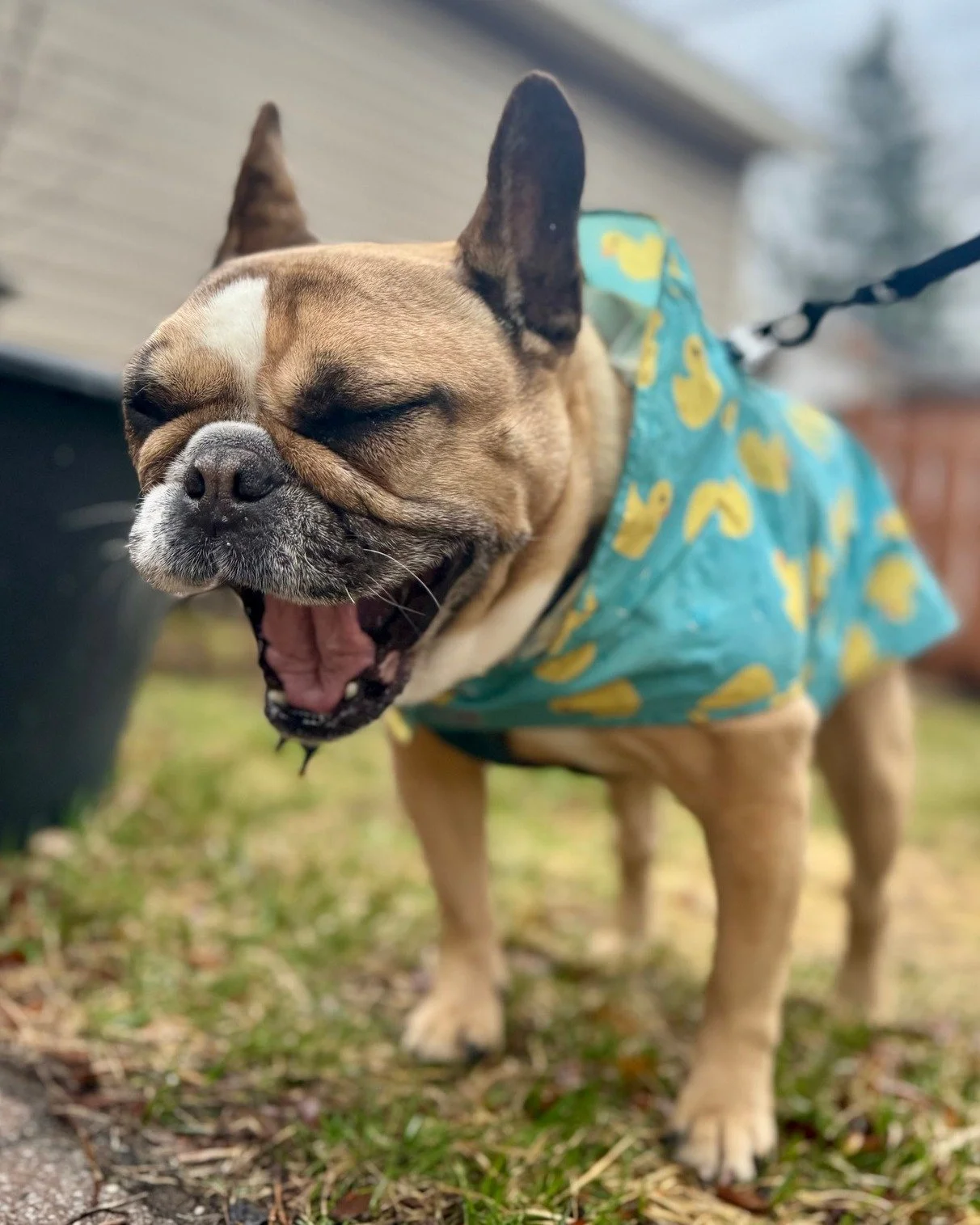 🌧️ Harvey is dressed for the occasion. She is not pleased about the occasion.