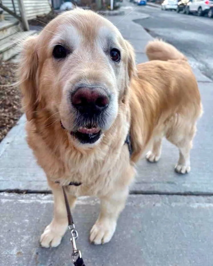 🐾 Pet of the Week - Meet Figaro! 🐾

✨ Figaro is everything you'd expect from a Golden - and then some.

🥩 First things first: this boy loves food. Like, will-lock-eyes-with-you-until-you-cave levels of dedication. We respect the commitment.

💃 Po