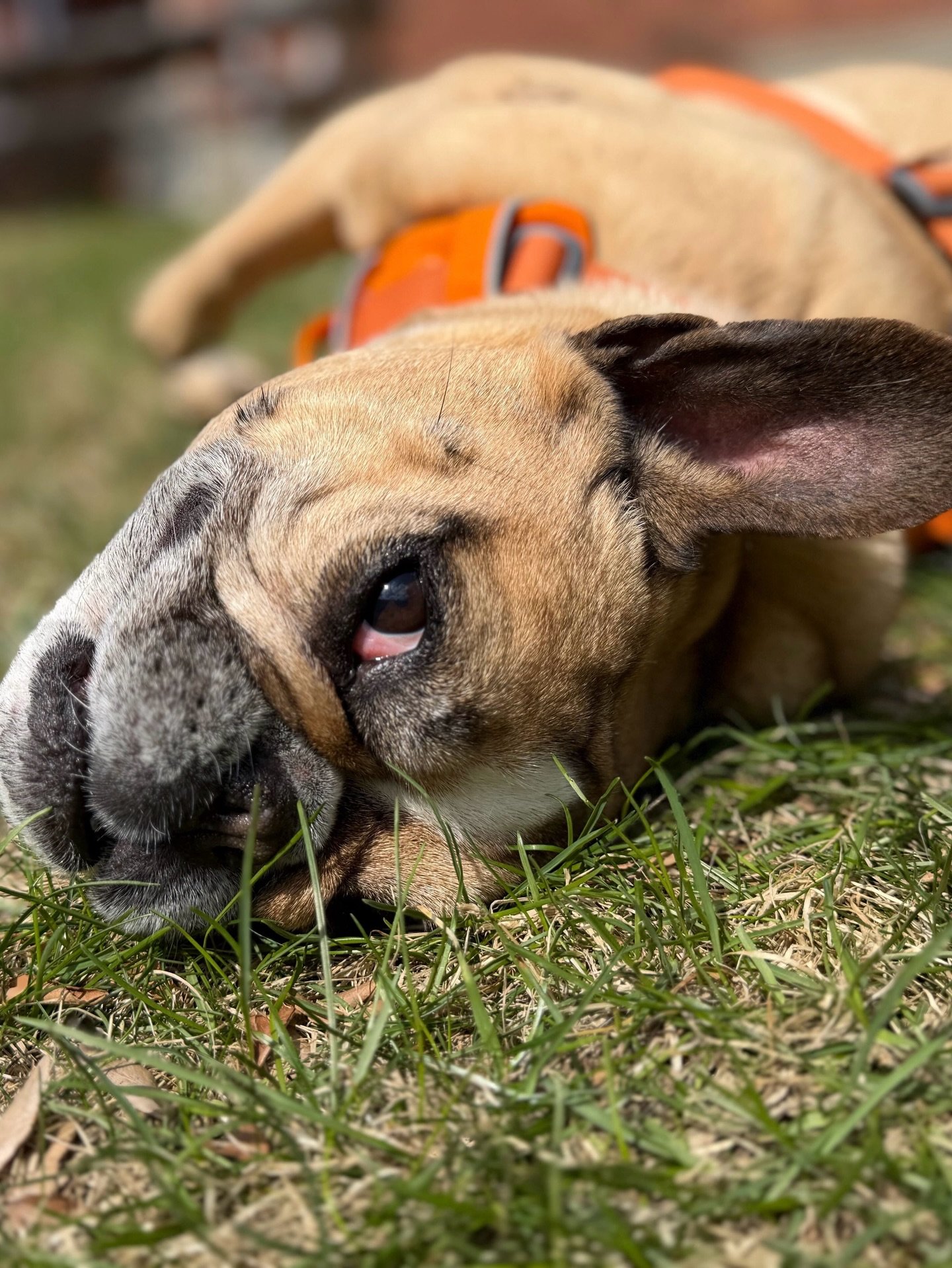 🚨CONTEST ALERT!

🔥 Calling all Frenchie enthusiasts! Today is &ldquo;Bulldogs Are Beautiful Day&rdquo; and we&rsquo;re celebrating in true dramatic style with our &ldquo;Draw Me Like One of Your French Girls&rdquo; contest.

🚢 Inspired by the icon