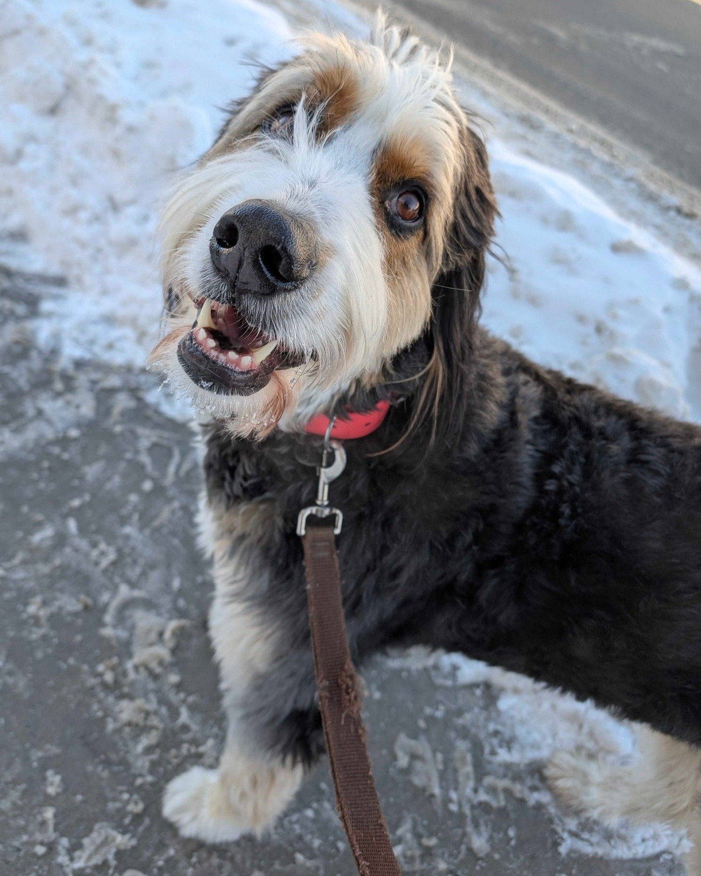 📰 Breed All About It - Bernese Mountain Dog! 📰

Say hello to Bolin, a bernedoodle serving us some serious Berner charm today. ✨

🏠 Originally bred in the Swiss Alps to pull carts, herd cattle, and guard homesteads - big, strong, and surprisingly a