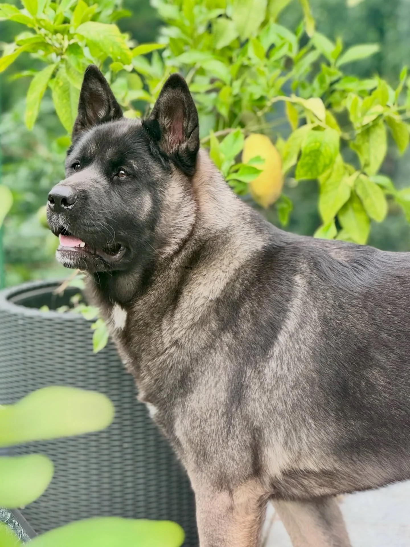 🌎 Happy Earth Day!

🌱 At bwd Petcare, we&rsquo;re proud to contribute to the sustainability movement while caring for your pets.

♻️ With our Fur Donation Add-On, available with Full Groom and Fancy Feline services, you can choose to have your pet&