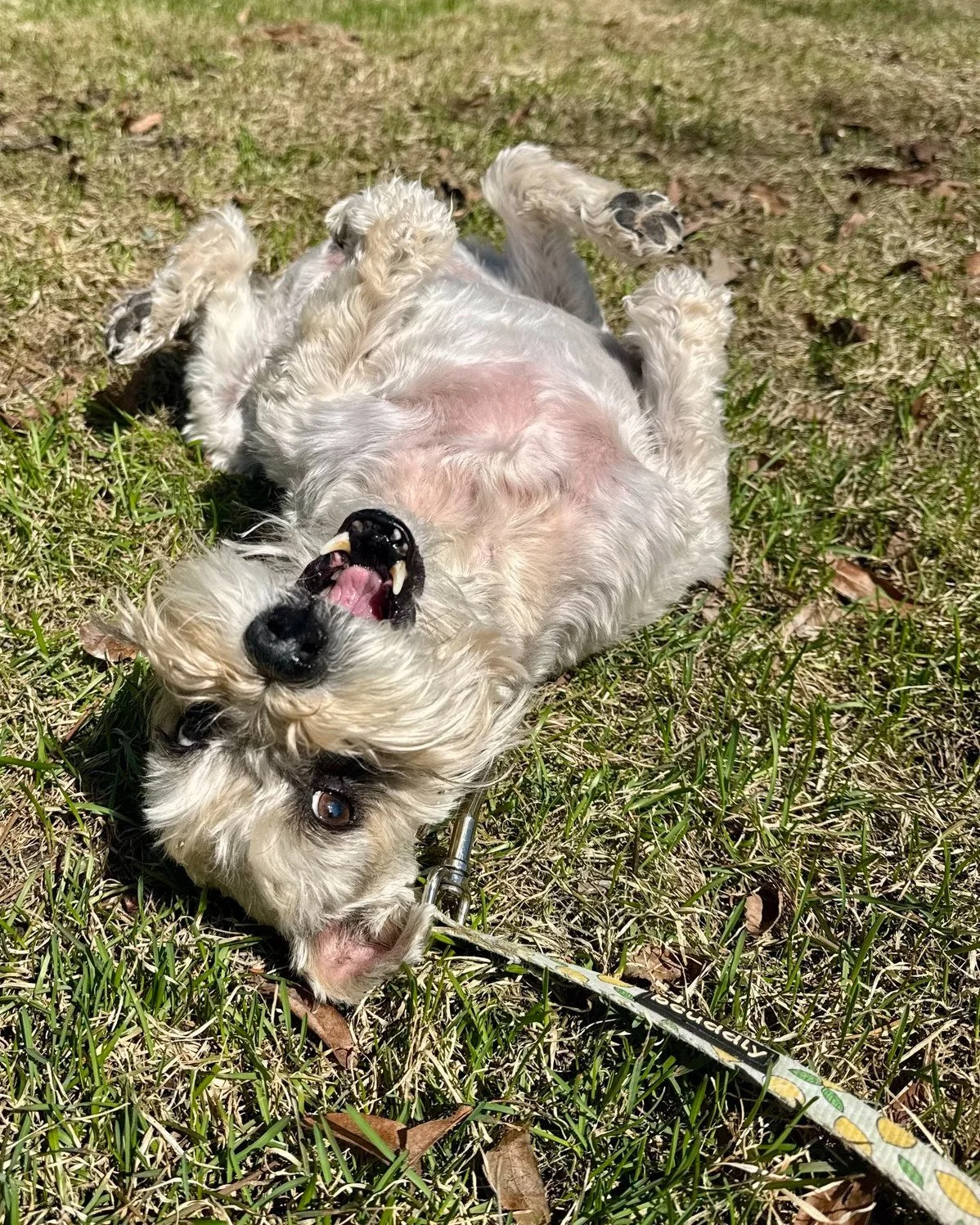 ☀️ Cricket after the first sunny day in a week of rain.

Same, Cricket. Same.
