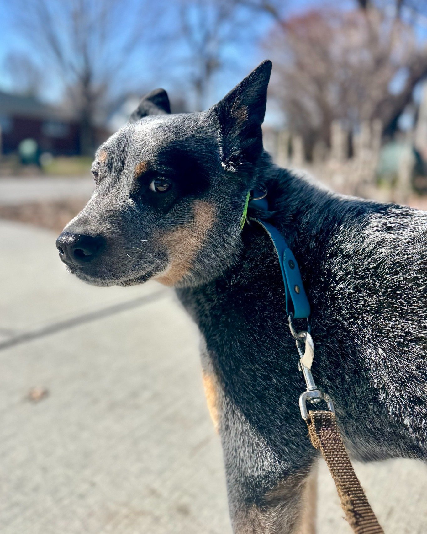 🐾 Toby wants to talk about the benefits of a structured Blockwalk.

🏘️ Our Blockwalks are leashed, one household at a time, so we can focus entirely on your dog's unique needs - no distractions, no compromises.

🧠 A good walk isn't just physical e