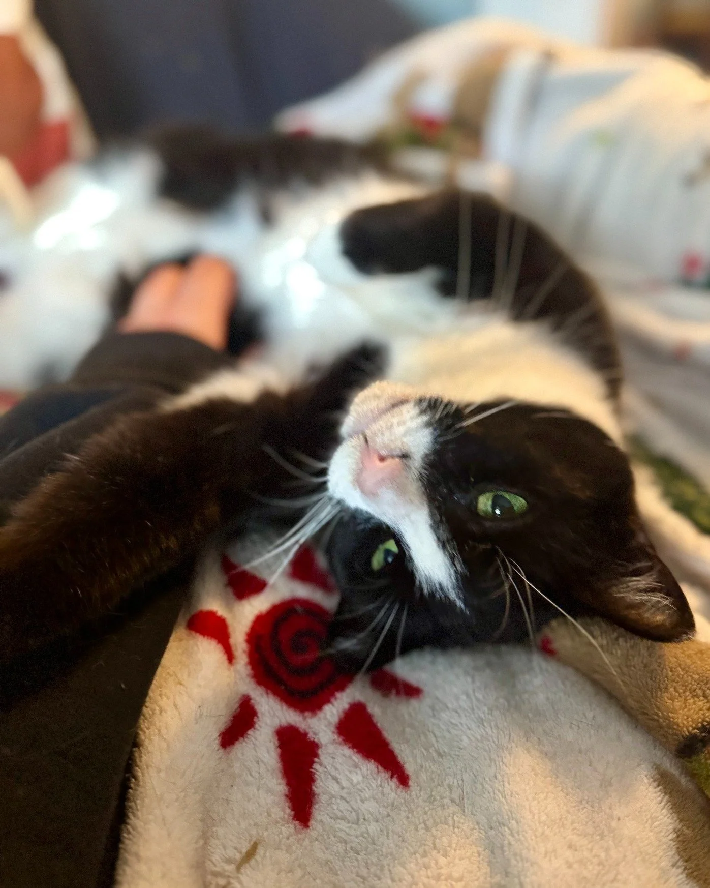 🐾 Happy World Veterinary Day!

💚 Today we want to take a moment to show some love to the vets, technicians, and veterinary teams who work tirelessly to keep our pets happy, healthy, and thriving.

🐱 Oreo here is living proof that a well-loved, wel